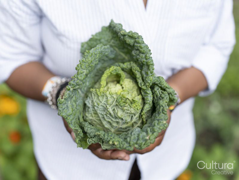 Mature woman holding cabbage in allotment