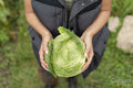 Mid section of woman holding homegrown cabbage in urban garden