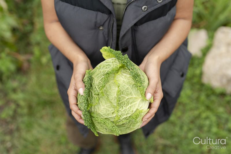 Mid section of woman holding homegrown cabbage in urban garden